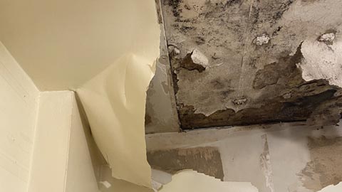 Mold Damage Assessment