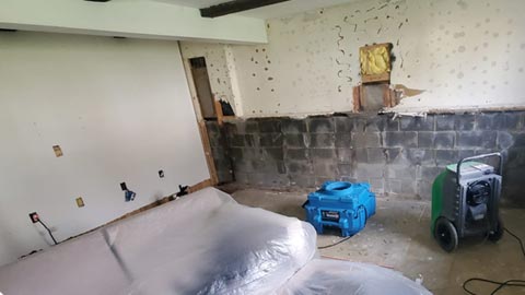 Professional Mold Remediation